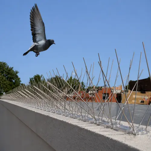 Anti Bird Spikes3